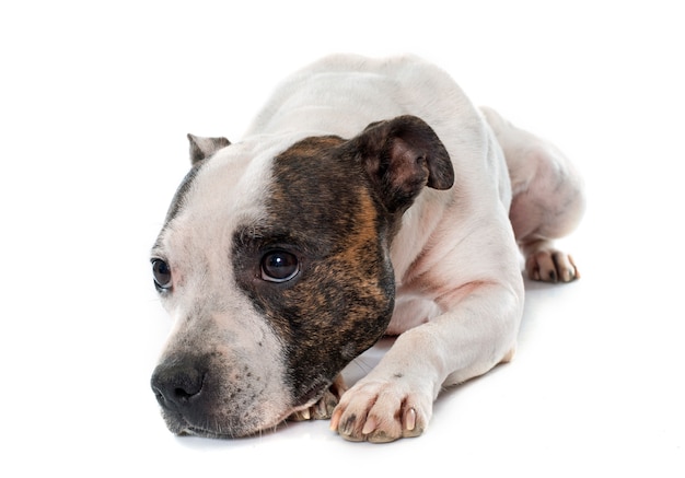 Stafforshire bull terrier