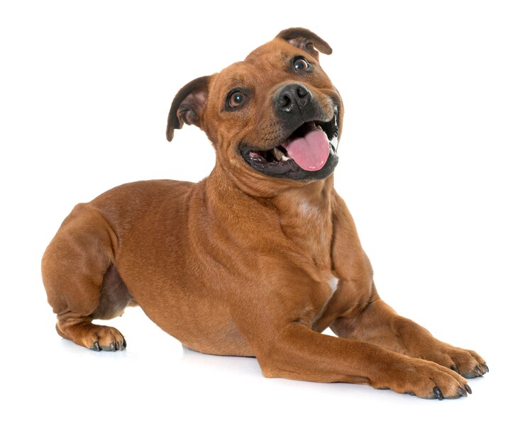 Foto stafforshire bull terrier