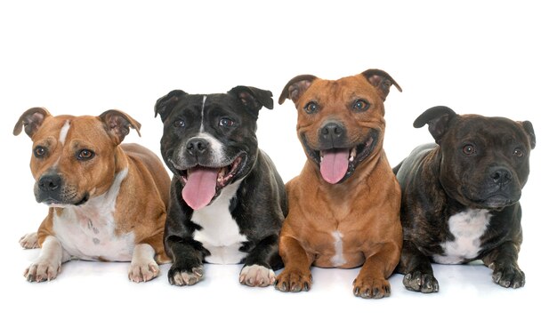 stafforshire bull terriers