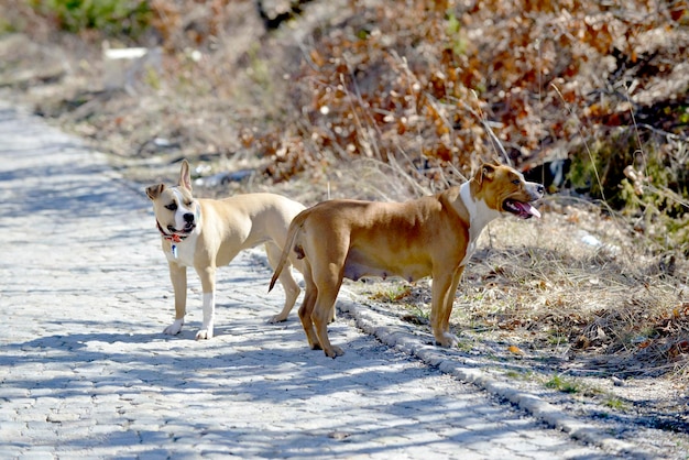 Photo staffy dog in nature