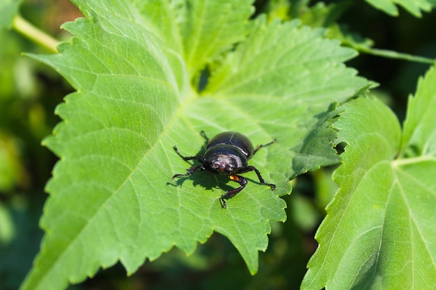 Stag-beetle female on leaf