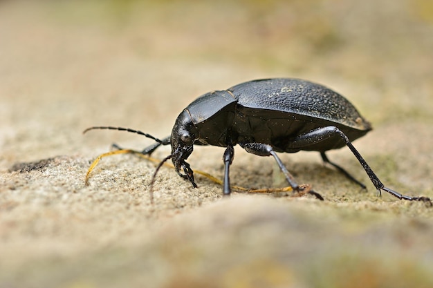 stag beetle on the ground