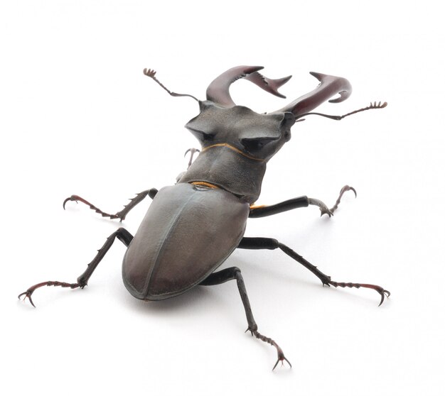 Stag Beetle isolated on white background