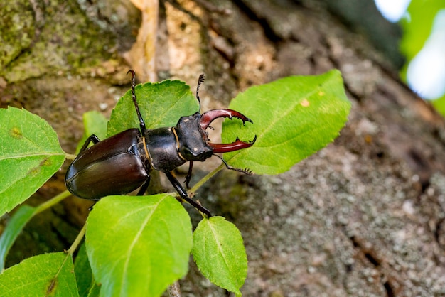 Stag beetle Lucanus cervus 