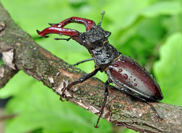 Stag beetle in an oak forest