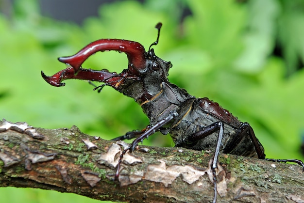 Scarabeo di cervo in una foresta di querce