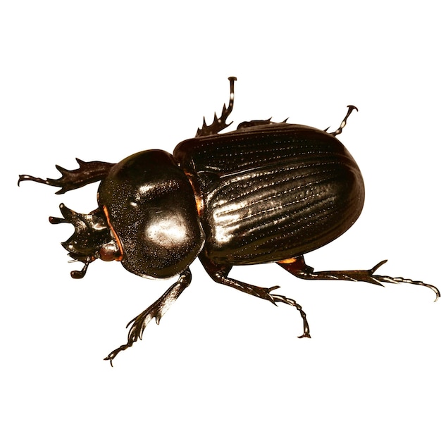 Foto stag beetle sono una famiglia di circa 1200 specie di coleotteri della famiglia lucanidae cu