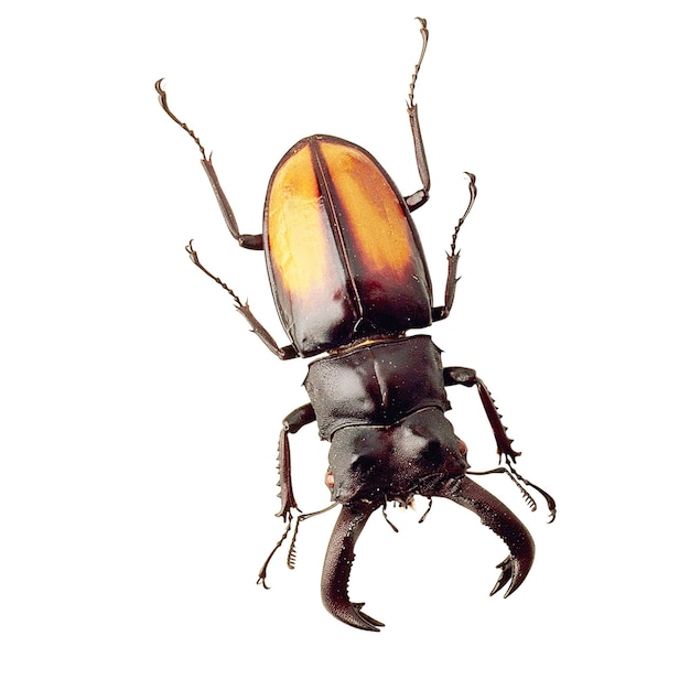 Photo stag beetle stag beetles are a family of about 1200 species of beetles in the family lucanidae cu