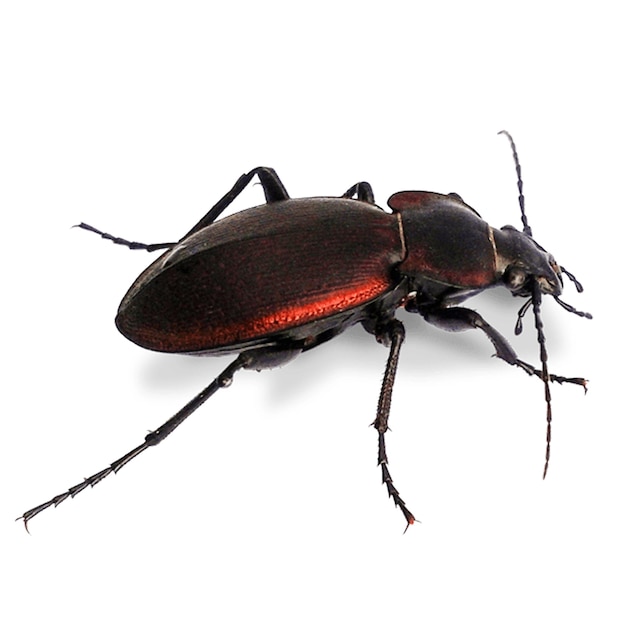 Photo stag beetle stag beetles are a family of about 1200 species of beetles in the family lucanidae cu