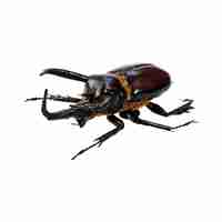 Photo stag beetle stag beetles are a family of about 1200 species of beetles in the family lucanidae cu