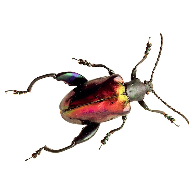 Photo stag beetle stag beetles are a family of about 1200 species of beetles in the family lucanidae cu