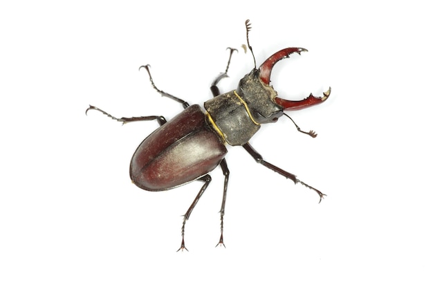 Stag beetle on the white background