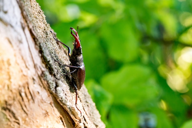 Stag beetle on wooden bark