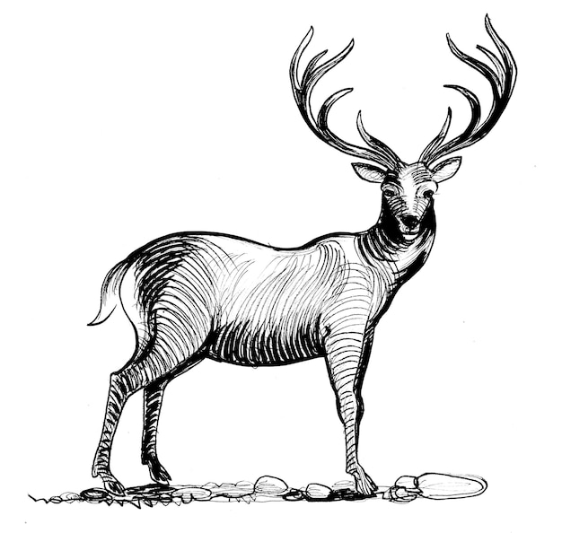 Stag deer Ink black and white drawing