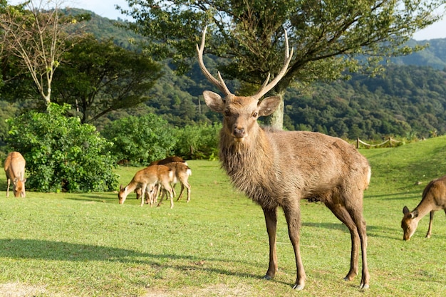 Stag deer in mount