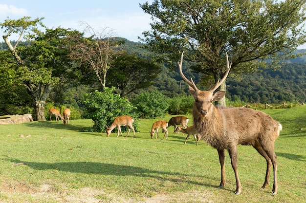 Stag deer in mountain