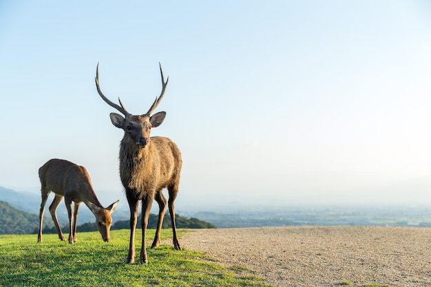 Stag Deer