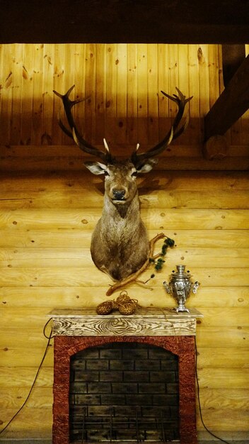 Stag head hanging on wooden wall