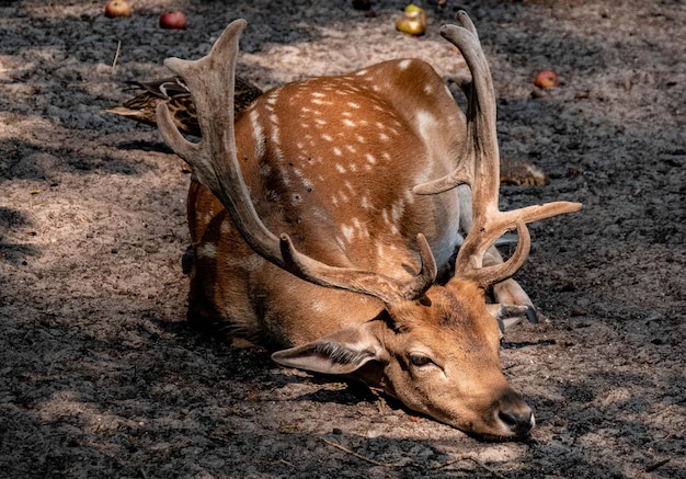 写真 野原で休んでいる鹿