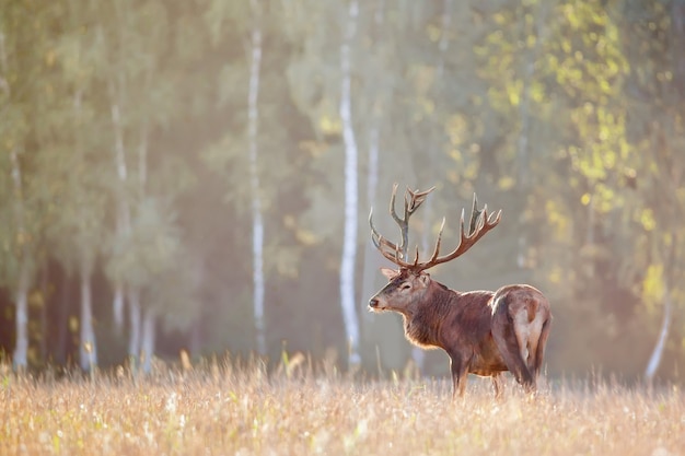 Stag with large horns in a grass field