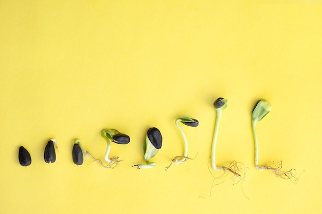 Stages of germination of sunflower seeds from seed to sprout on a yellow background layout