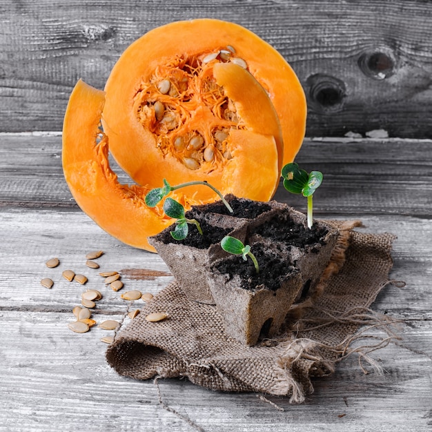 Premium Photo Stages of growing pumpkins