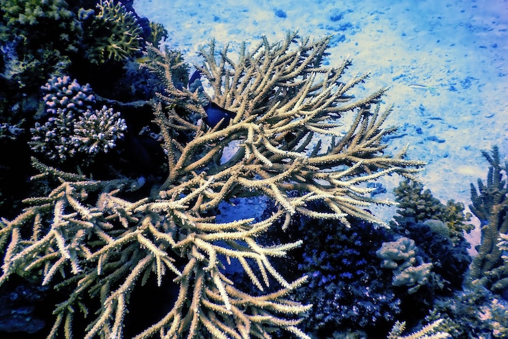 Photo シカツノサンゴ（acropora cervicornis）熱帯海域、海洋生物
