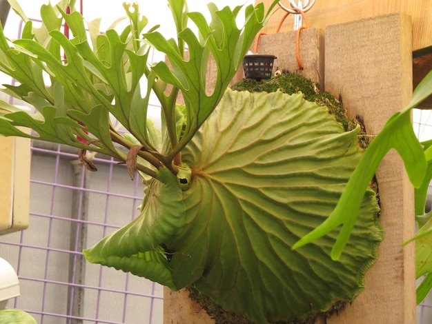 Staghorn ferns are ferns with an artistic flair