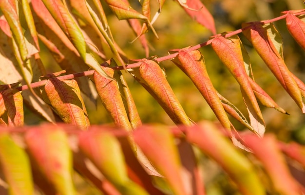 staghorn sumac leaves