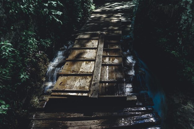 Staircase amidst trees in forest