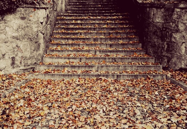 Photo staircase of autumn leaves