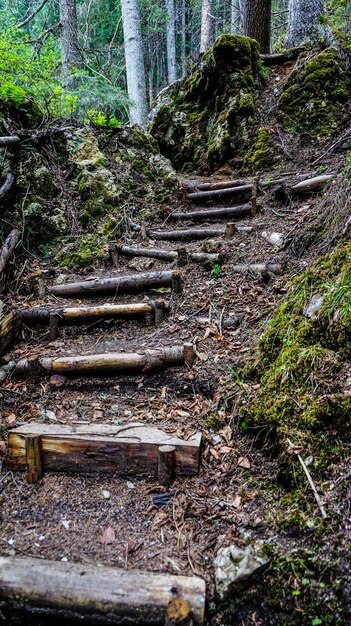 Foto scala in foresta