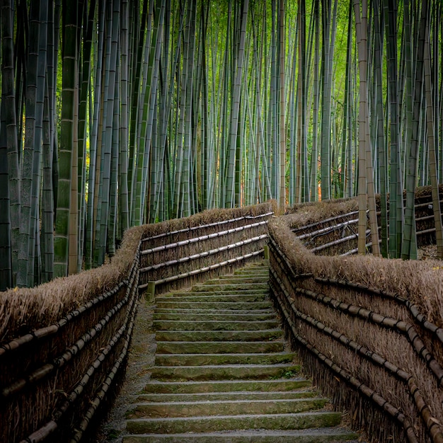 写真 嵐山の竹林の階段