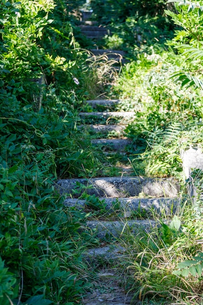 The staircase is overgrown with plants. vertical frame. High quality photo