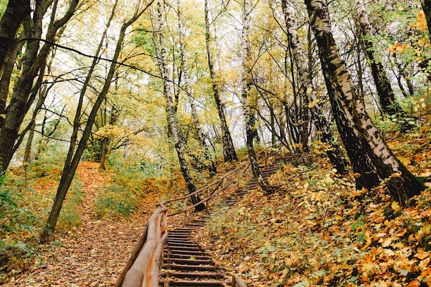 Stairs in autumn park fall season