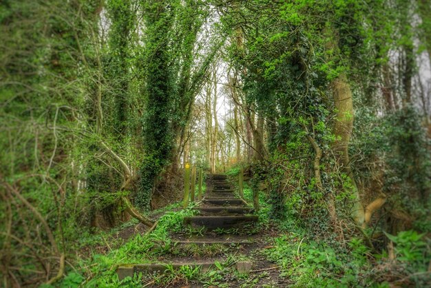 Photo stairway through forest