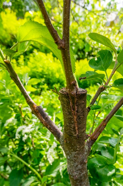 去年の春にリンゴの木の枝に接ぎ木された形成層が生い茂った茎 接ぎ木された果樹