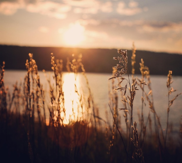 Photo stalks against lake during sunset