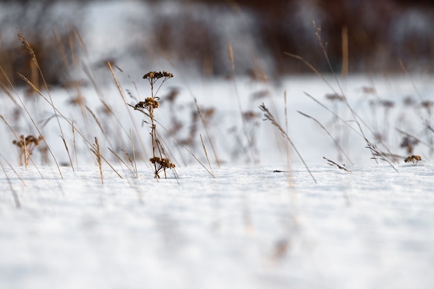 Stalks of dried grass peeking out from under the snow.