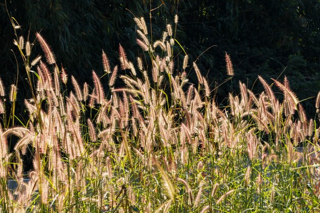 Photo stalks of grass on the nature under sunshine