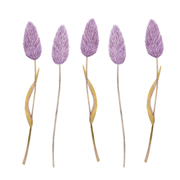 Stalks of lilac dried herb flowers Handdrawn watercolor illustration isolated