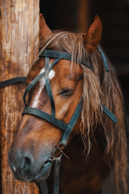 ブライドルスタンドのスタリオンは、農場の馬の顔のクローズアップのポストに結び付けられています