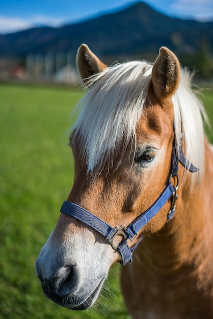 Stallion Horse Portrait