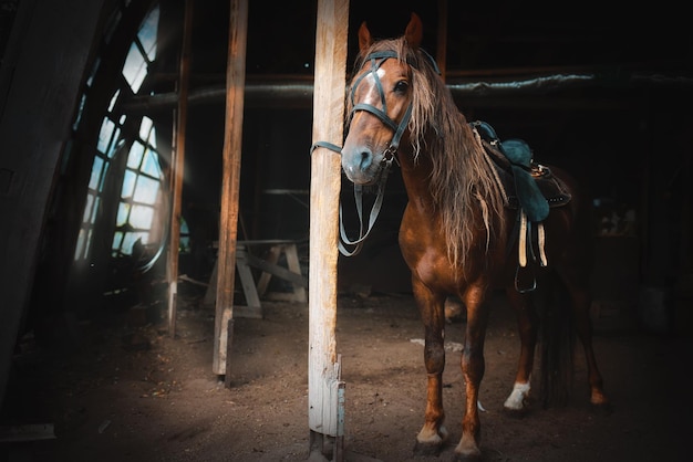 A stallion with a saddle and bridle is tied to a post on the farm Horse portrait Artistic photo of the animal