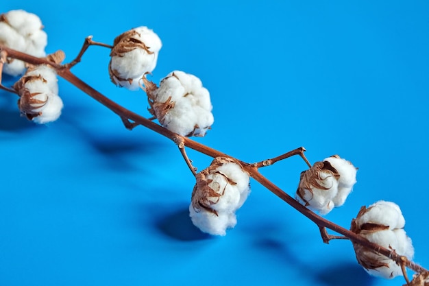 Foto stam met witte katoenen bloemen op blauwe achtergrond