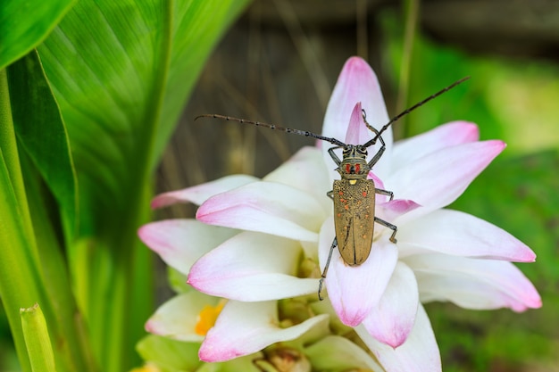 Stam-saaie grub, Gahan, Coleoptera, Cerambycidae, op roze bloem.