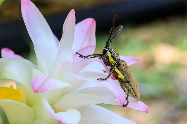 Stam-saaie grub, Gahan, Coleoptera, Cerambycidae, op roze bloem.