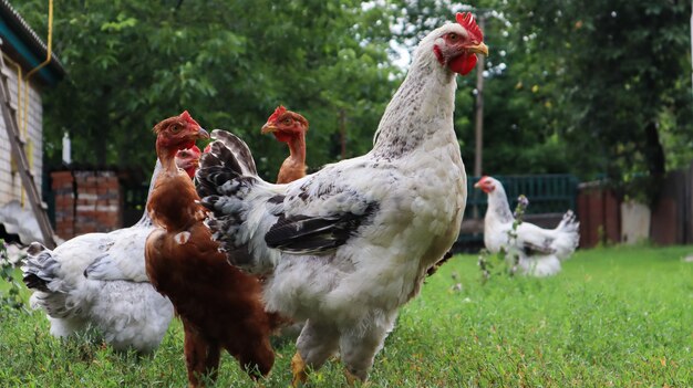 Stamboom bruine en witte kippen en hanen eten gras in de natuur, buiten in de achtertuin van een huis in de buurt van een kippenhok op het platteland. Rasechte kippen in de tuin van een landelijk huis.