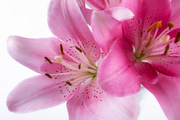 Lo stame e il pistillo dei gigli rosa del fiore si chiudono su. sfondo di natura astratta.