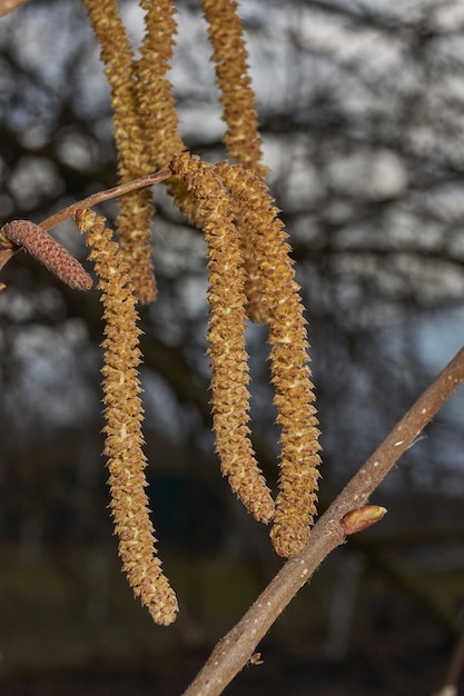 잎이 나기 전 이른 봄에 피어난 개암나무의 Staminate catkins